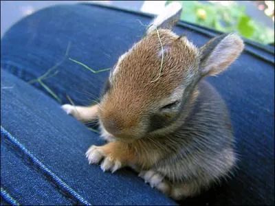 Quelle race de lapins, en 1859, fut introduite en Australie ?