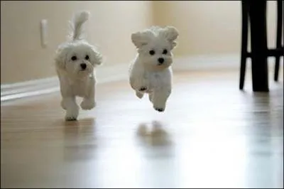 Arthur Conan Doyle a crit :