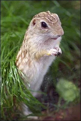 C'est Marcel Desailly qui a pos cette question : T'es qui toi ?