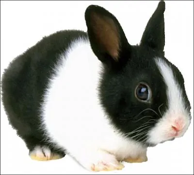 Facile : quel est cet animal ?