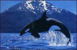 Et cet animal dit 'dangereux' ?