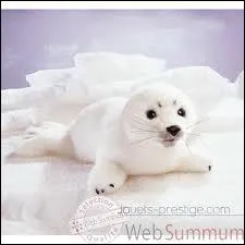 O vais-je me camoufler ?