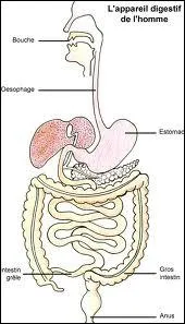 Appareil digestif de l'homme. Aprs l'sophage vient l'estomac ensuite ...