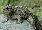 Quiz Les reptiles