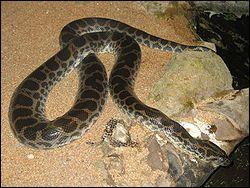 Quel est ce reptile ? (il vit principalement au Brsil et en Guyane)