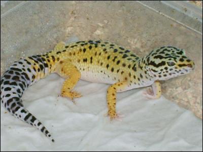 Quel est ce reptile ?