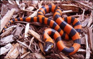 Quel est ce reptile ?