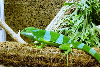 Quel est ce reptile ? (il est en danger d'extinction)