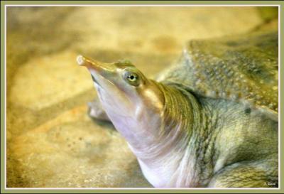 Quel est ce reptile ? (cette tortue possde une carapace molle)