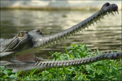 Quel est ce reptile ? (ce crocodile habite un fleuve)