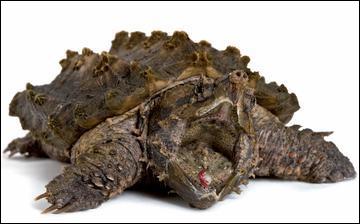 Quel est ce reptile ? (cette tortue est trs dangereuse)