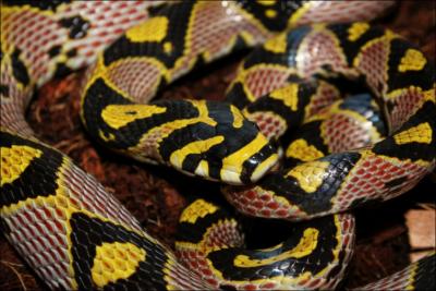 Quel est ce reptile ? (elle vit dans le Sud-Est de l'Asie)