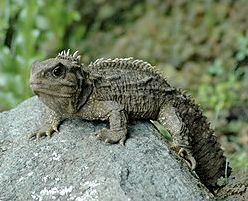 Quiz Reptiles