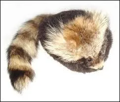 Quel hros porte un 'renard mort' sur la tte comme dirait l'autre, sans perdre sa dignit quand il gambade ?