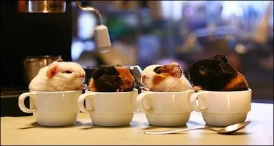 Ils sont prts pour le 'p'tit dj' !