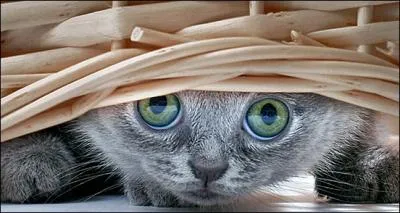 Quelle est la couleur que ne peroit pas le chat ?