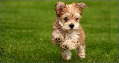 Les chiens de dterrage s'appellent tout simplement ...