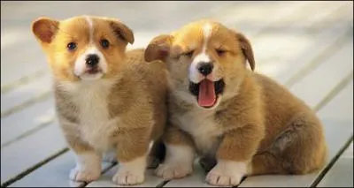 Dans quel pays a été créé le premier centre de chiens guides d'aveugles ?