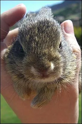 Comment appelle-t-on l'levage des lapins ?