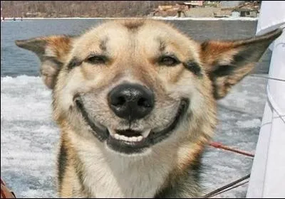 Dans une vieille srie de l'Ouest amricain, on le voit avec Rusty !