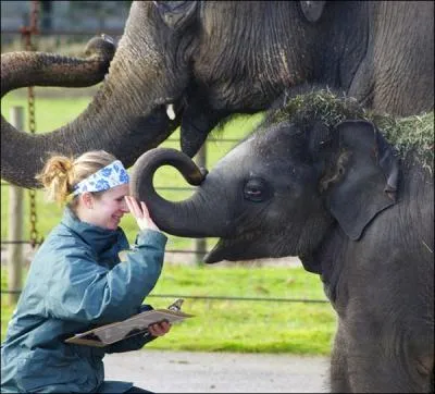 En Inde, comment s'appelle le cornac de l'lphant ?