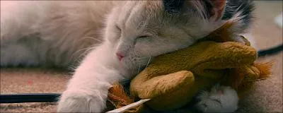 Le chat  neuf queues vous dit-il quelque chose ?