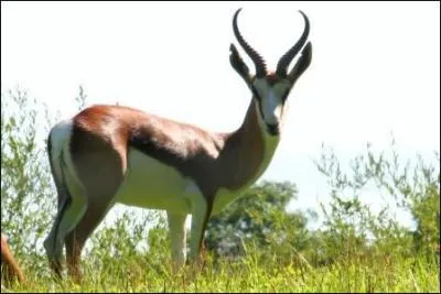 Quelle quipe de rugby est surnomme 'Les Sprinboks' ?