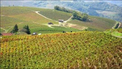 De quelle rgion viticole provient le Morgon ?