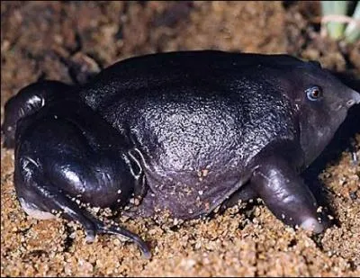 Connaissez-vous cet animal bizarre ?