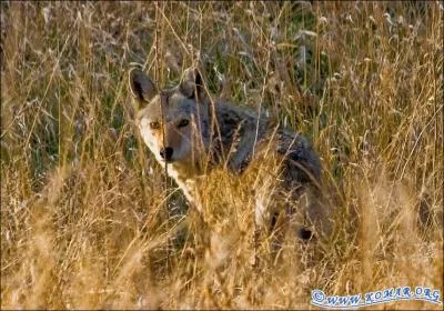 Il vit sur un continent o ne vit pas le bonobo !