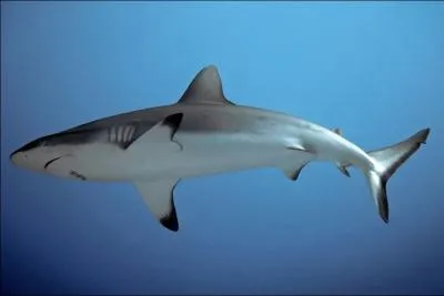 Les requins peuvent tre ovipares et ...