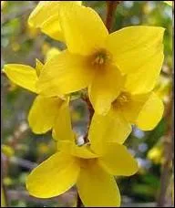 A quel arbuste fleurissant au printemps, appartient cette fleur ?