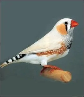 Quel est cet oiseau originaire d'Australie ?