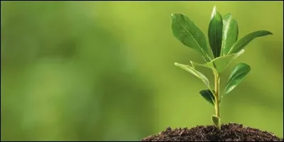 Quel est le verbe pour le mot "plant" ?