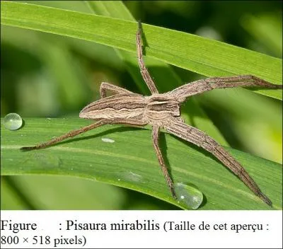 L'pigastre reprsente...