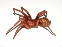 Le cphalothorax est la partie...