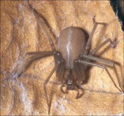 La plupart des araignes possdent...