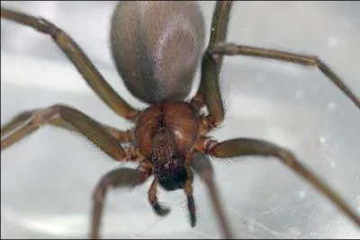 Le coeur des araignes est situ dans...