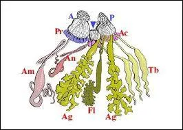 La soie des araignes est produite par les glandes...