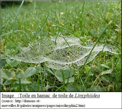 Le fil de trane de la Nphila est capable de rsister  une traction de