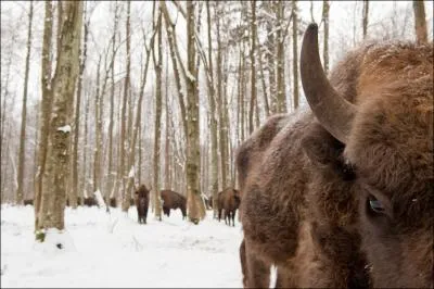 Buffalo Bill n'aurait pas pu les rencontrer, ils vivent en ...