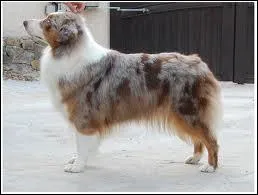 Comment nomme-t-on la coloration de pelage d'un chien sombre avec des tches claires peu distinctes ?