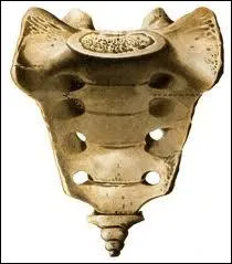Le sacrum est constitu de combien de vertbres sacres ?