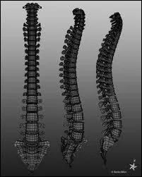 Comment s'appelle la courbure ( concave en avant ) au niveau des dorsales et des sacres ?
