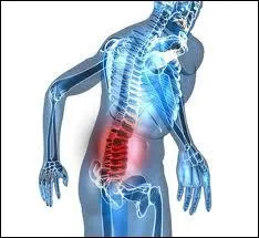 Comment s'appelle la structure cartilagineuse qui assure l'articulation entre les vertbres et amortit les chocs ?