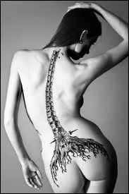 Comment s'appellent les os qui constituent la colonne vertbrale ?