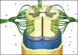 Quelle est la structure nerveuse protge par la colonne vertbrale ?