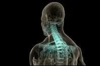 Quel est le nombre de vertbres dorsales ?