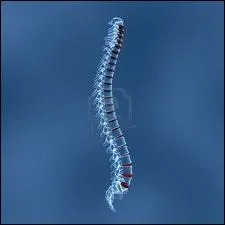 Quel est le nombre de vertbres lombaires ?