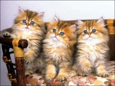 Dans le film 'Les Aristochats', comment s'appellent les trois chatons de Duchesse ?